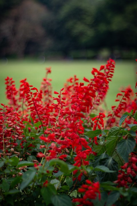 Close up photo of red flowers  (1)