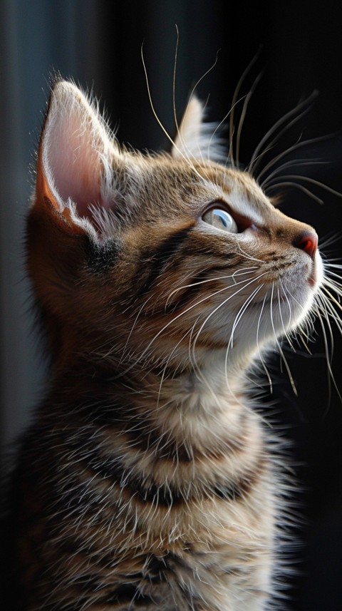 Cute Cat Kittens Kitty Aesthetic (31)