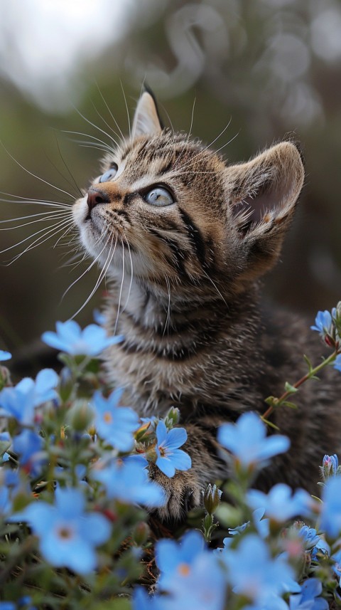 Cute Cat With Flowers Kittens Kitty Outdoor Aesthetic  (378)